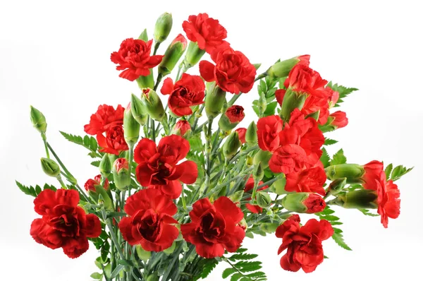Red carnation bouquet — Stock Photo, Image