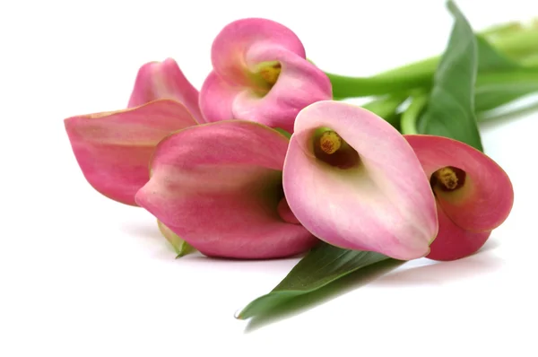 Pink callas bouquet — Stock Photo, Image