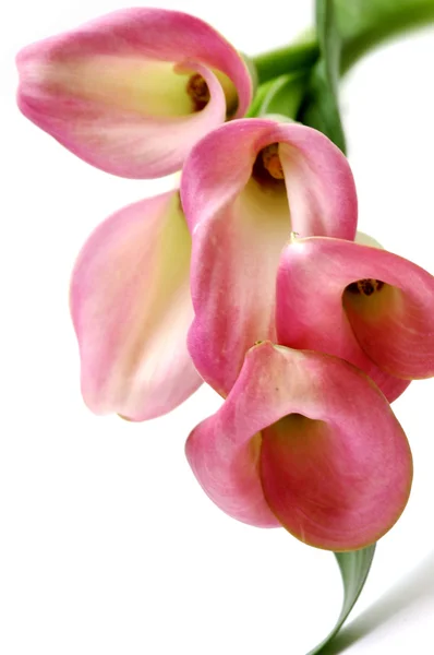 Bouquet di calli rosa — Foto Stock
