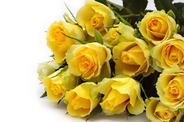 黄色的玫瑰 — 图库照片