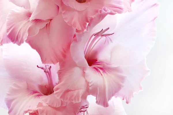 Rózsaszín kardvirág-fehér háttér — Stock Fotó