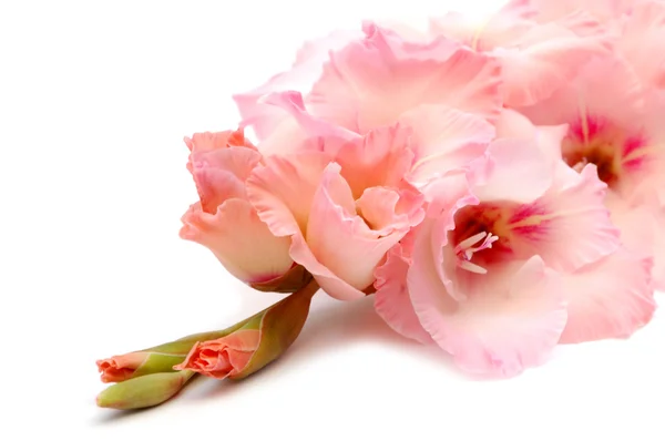 Rosa gladiolus på vit bakgrund — Stockfoto