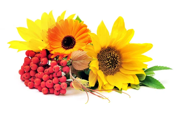 Sunflowers and ashberry — Stock Photo, Image