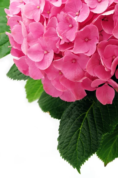 Różowe hortensji — Zdjęcie stockowe