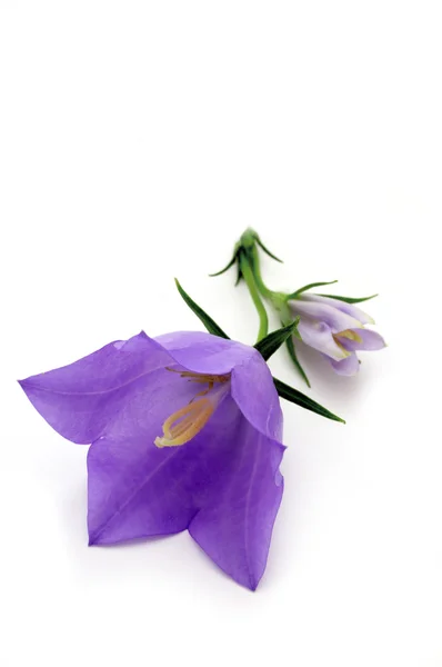 Blauglockenblume auf weißem Hintergrund — Stockfoto
