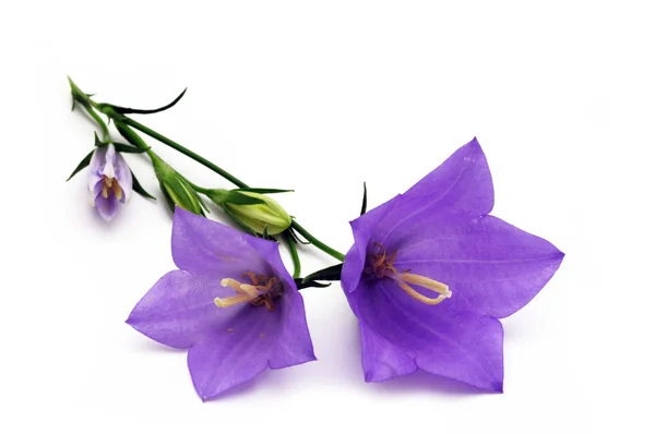 Blubell цветок на белом фоне — стоковое фото