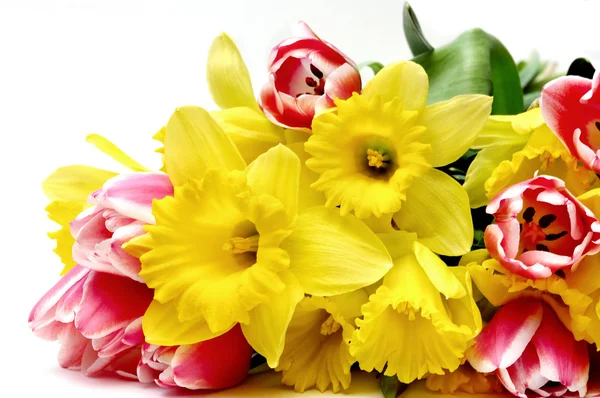 Narciso y tulipanes — Foto de Stock
