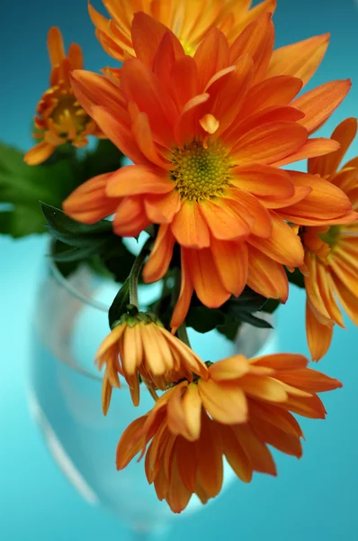 Oranje chrysant op blauwe achtergrond — Stockfoto