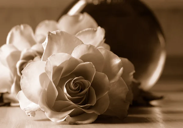 Roses in sepia tone — Stock Photo, Image