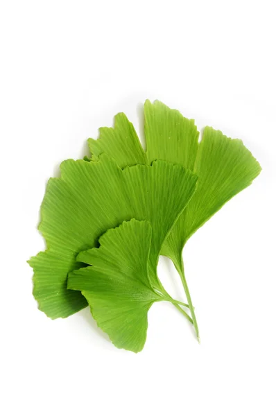 Gingko biloba leaves — Stock Photo, Image