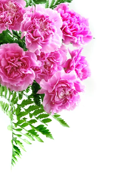 Pink carnation — 图库照片