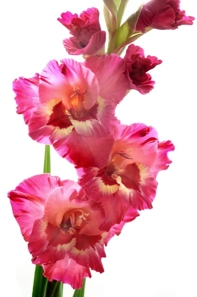 Gladiole rose sur fond blanc — Photo