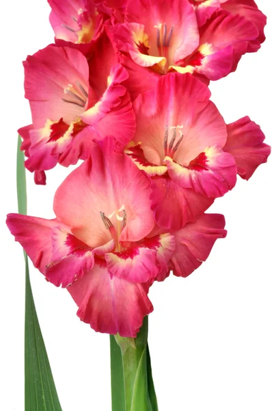 Roze gladiolen op witte achtergrond — Stockfoto