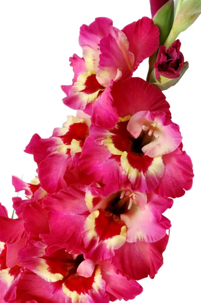 Gladiolo rosa sobre fondo blanco — Foto de Stock