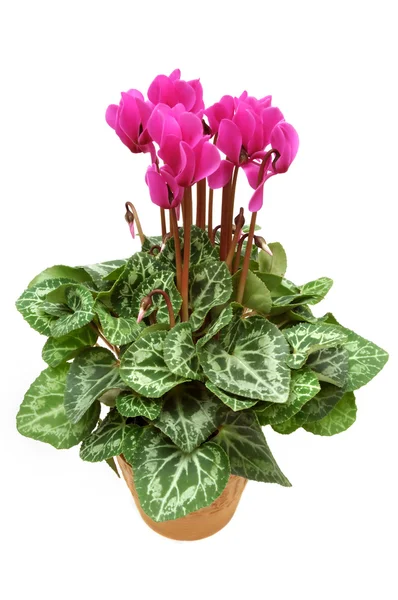Cyclamen in the pot — Stock Photo, Image