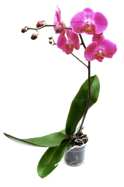 Orchidea nel POT — Foto Stock