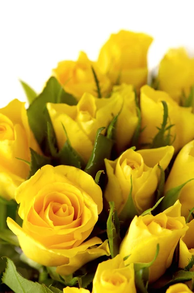 노란 장미 — 스톡 사진