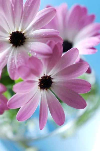 ピンクのヒナギクの花束 — ストック写真