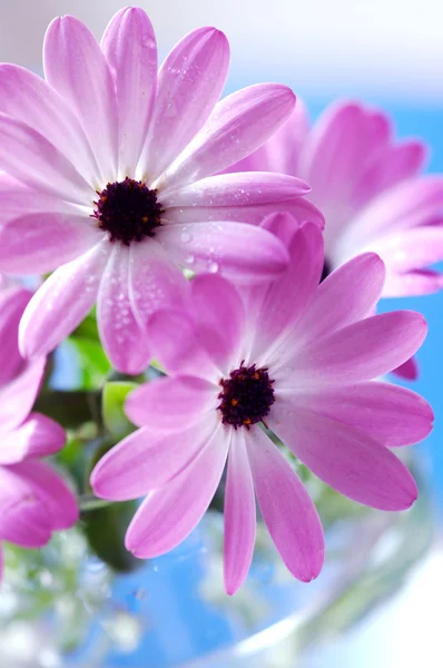 핑크 데이지 꽃다발 — 스톡 사진