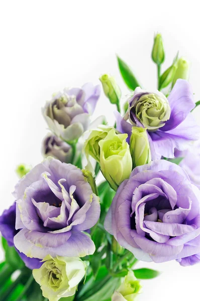 Blue campanula flowers bouquet — Stock Photo, Image