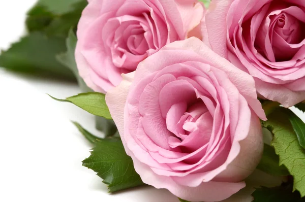 Roze rozen close-up — Stockfoto