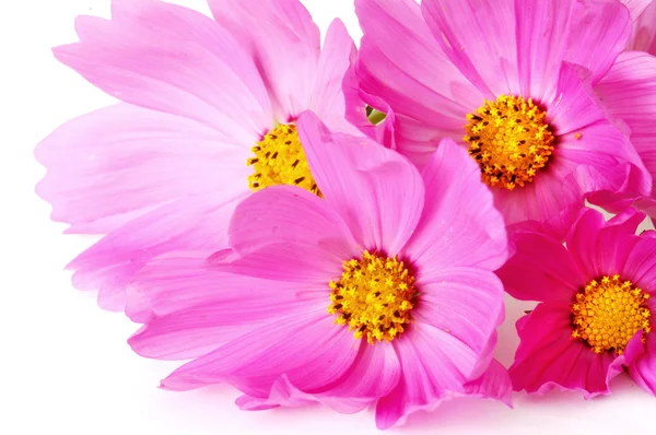 Rózsaszín kozmosz virágok — Stock Fotó