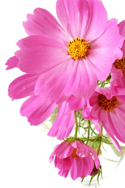 Цветы розового космоса — стоковое фото