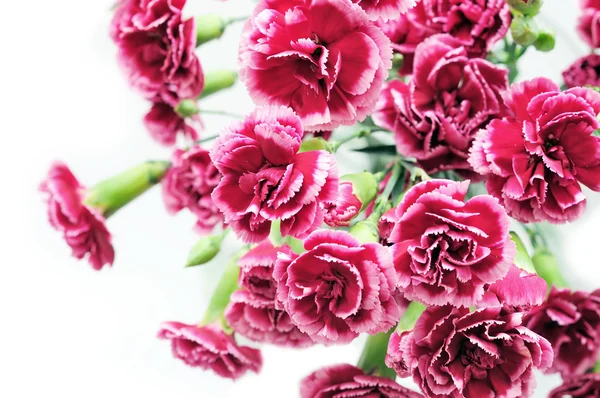 Pink carnation — Stock fotografie
