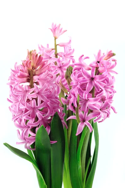 Pink hyacinth — Stock Photo, Image