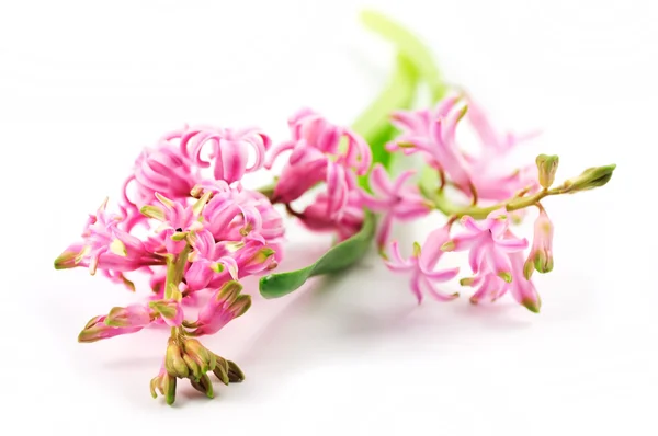 Pink hyacinth — Stock Photo, Image