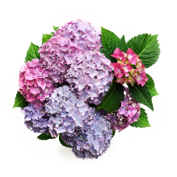 Hortensia colorida — Fotografia de Stock