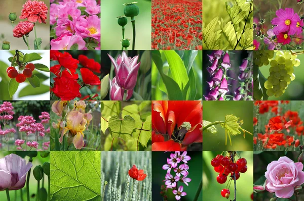 Květinová kolekce — Stock fotografie