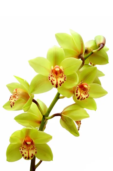 Orchidea Immagine Stock