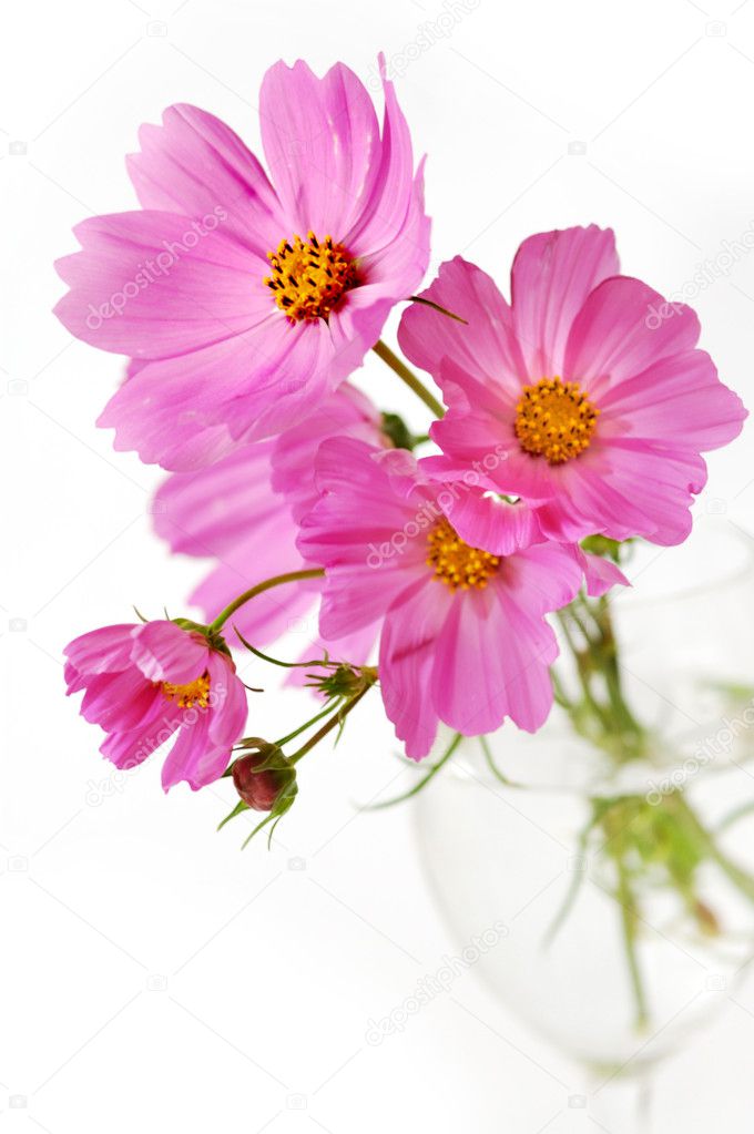 Pink cosmos flowers