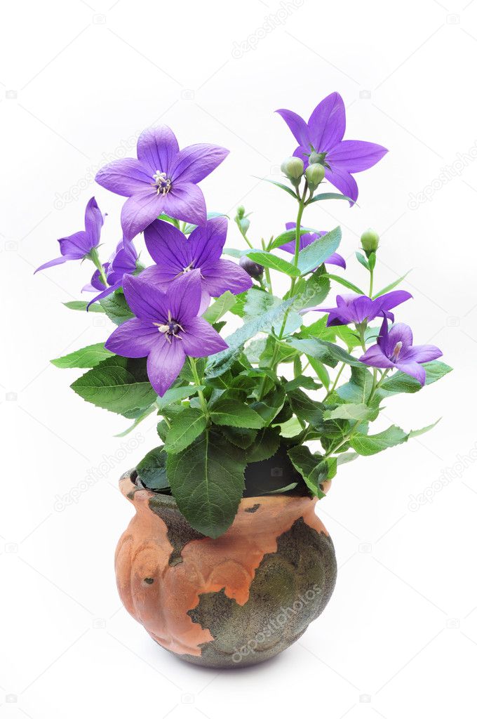 Bluebell in the pot