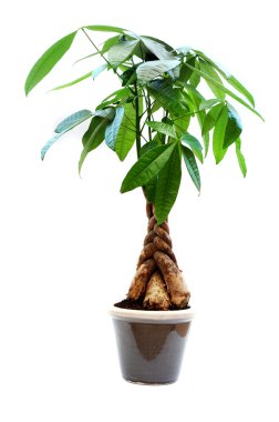 House plant clipart