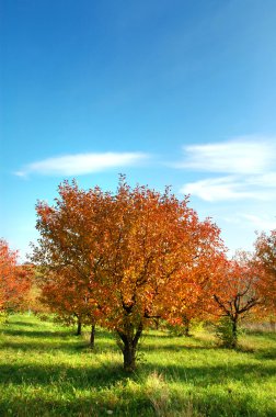 Sonbahar manzarası