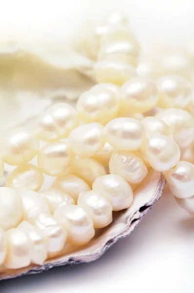 stock image Pearls necklace in oyster shell