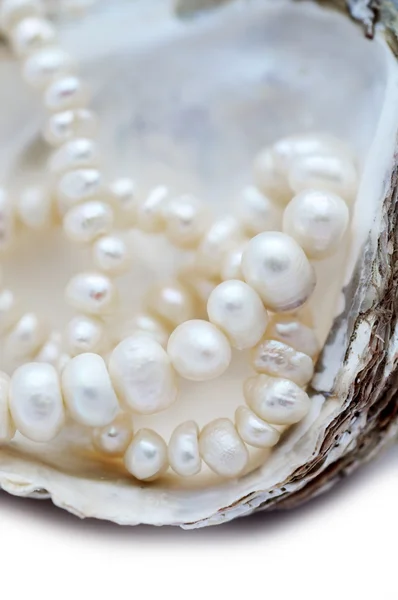 stock image Pearls necklace in oyster shell