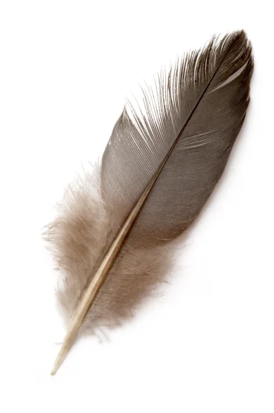 Pigeon's feather — Stock Photo, Image