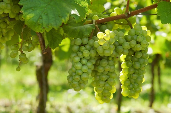 Białych winogron — Zdjęcie stockowe