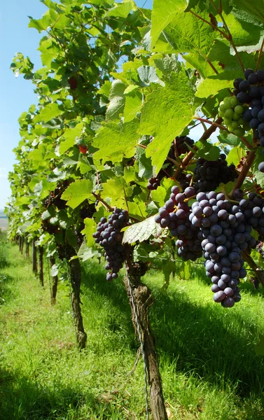 Vineyard. The Rhine valley, Germany — Stock Photo, Image