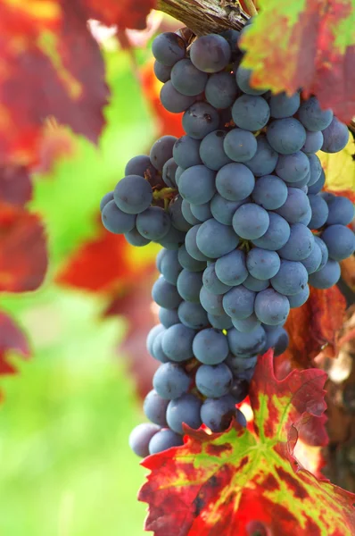 Rode druiven met kleurrijke bladeren — Stockfoto