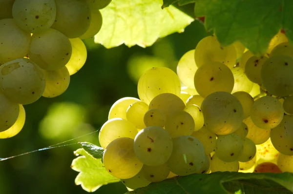 Біла винограду — стокове фото