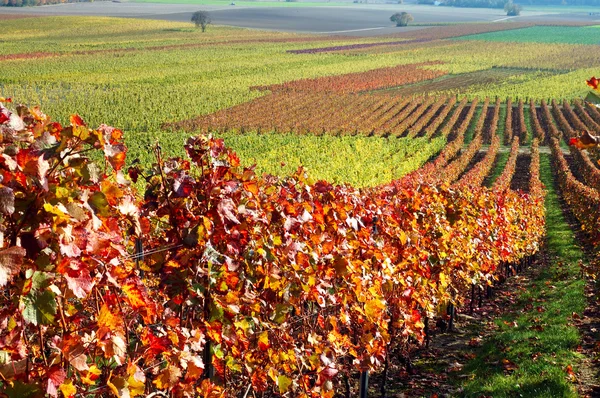 Le vignoble. La vallée du Rhin, Allemagne — Photo