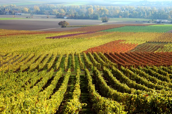 Vineyard, The Rhine valley, Germany — Stock Photo, Image