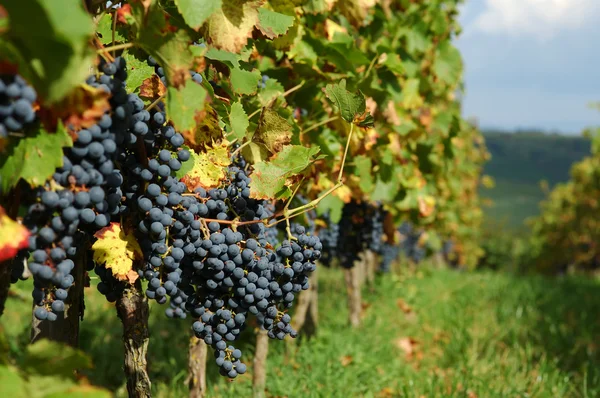 Winnica, Dolina Renu, Niemcy — Zdjęcie stockowe