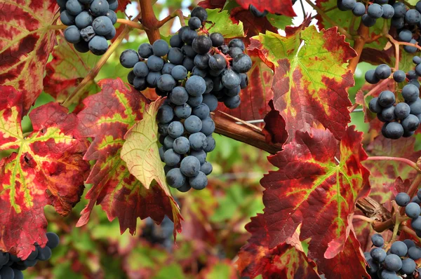 stock image Grapes