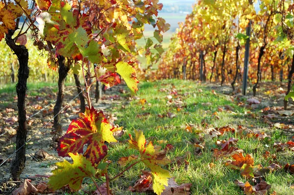 Winnica, Dolina Renu, Niemcy — Zdjęcie stockowe