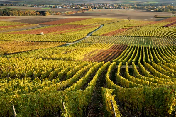 Виноградник, Рейн-фон, Германия — стоковое фото